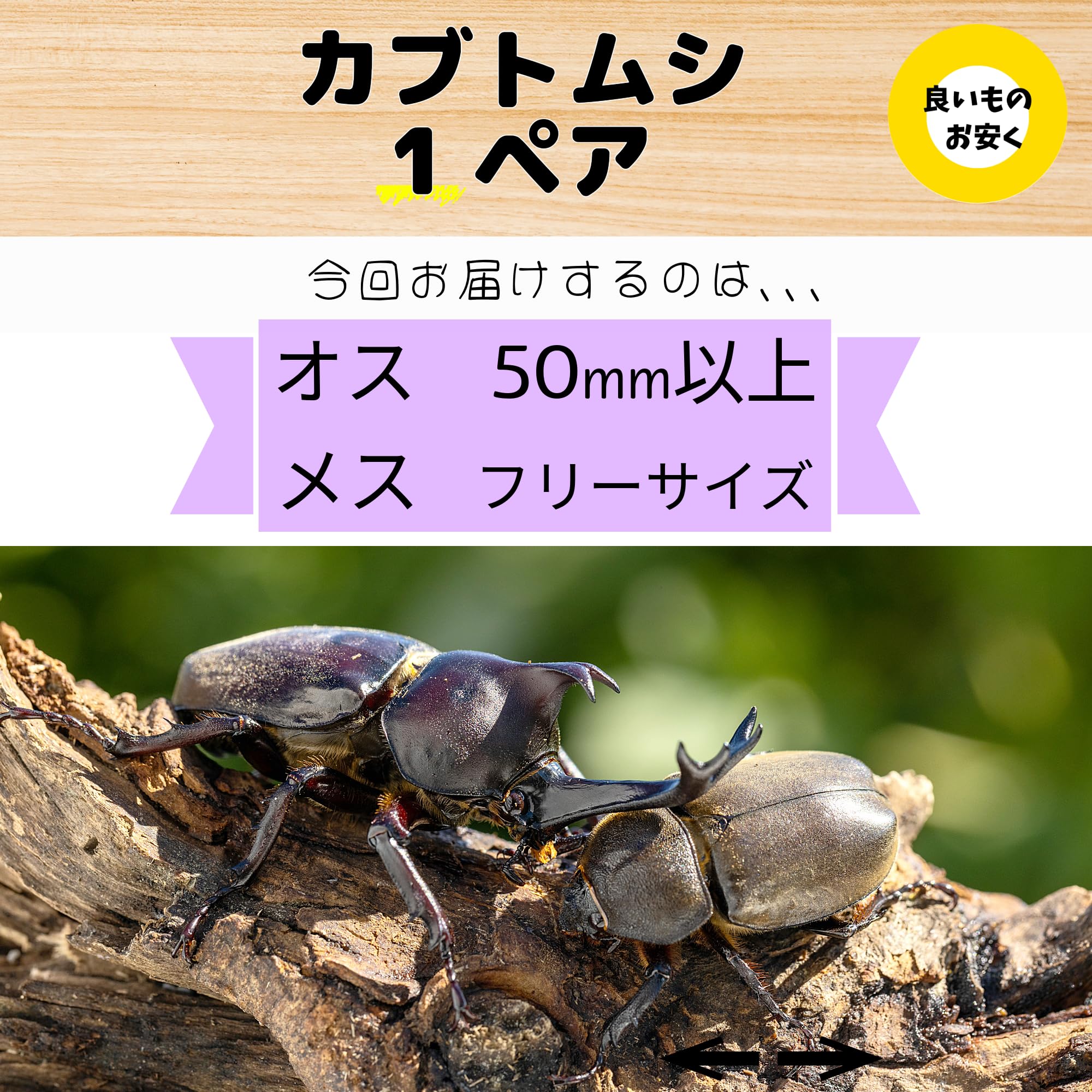 Amazon | カブトムシ 国産 成虫 1ペア（オス1匹 メス1匹）+死着保障1
